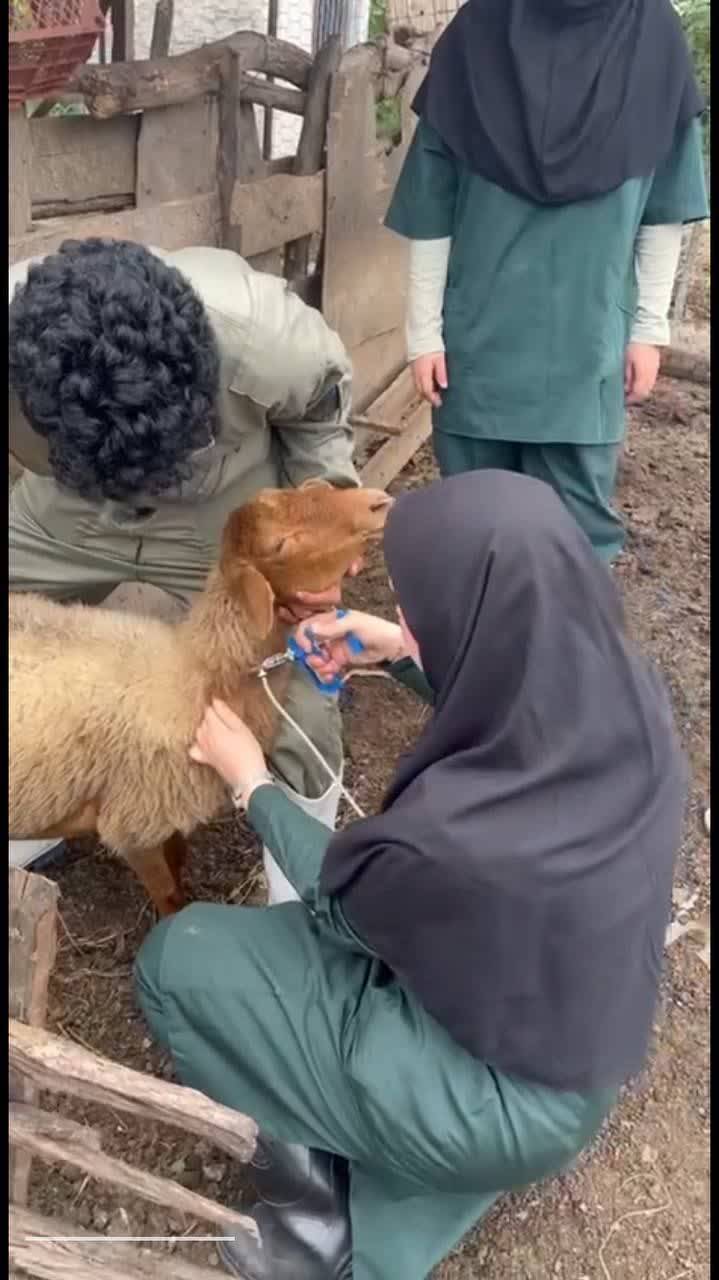 جهادگران دانشجو در زمینه ی دامپزشکی