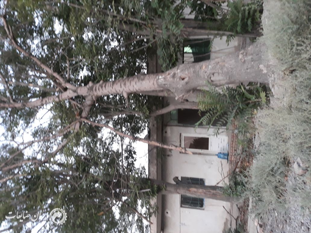 فروش تنه درخت خشک