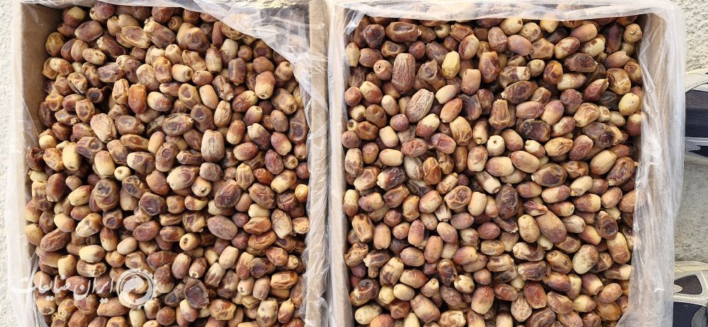 خرمای زاهدی درجه دو ارزان