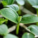 طرح نذر نشاء در جیرفت اجرا می شود