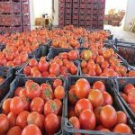 حذف دست دلالان از سفره کشاورزان مقصد کنونی گروهای جهادی/ راه‌اندازی پویش خرید مستقیم از مزرعه در راستای حمایت از کشاورزان