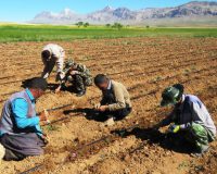 کشت گیاهان دارویی، موتور محرک روستا