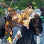 جمع آوری و بسته بندی خرما در سراوان به همت جهادگران