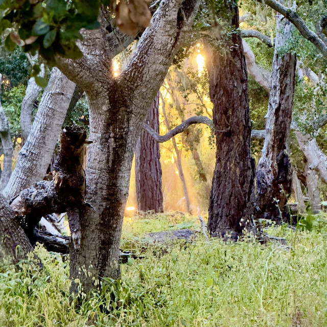 The Gilded Glade