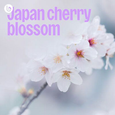 Japan Cherry Blossom (Playlist)