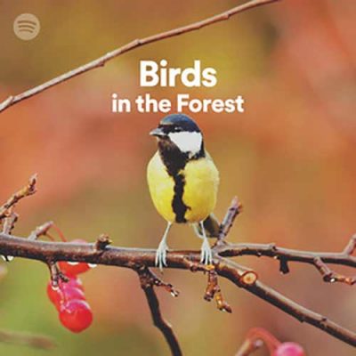 House Wren Bird Calls Sound FX
