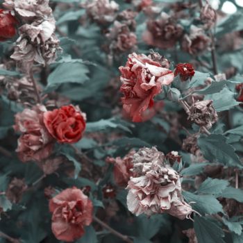 مقابله