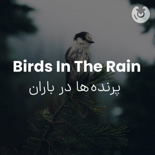 birds in the rain