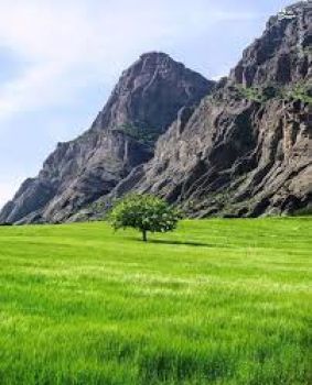 بیس دار