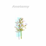 Anatomy