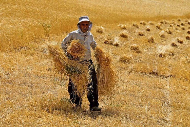 قیمت پیشنهادی خرید تضمینی گندم برای سال جدید/ امضای «نوری قزلجه» به کام گندمکاران خواهد بود یا دولت؟