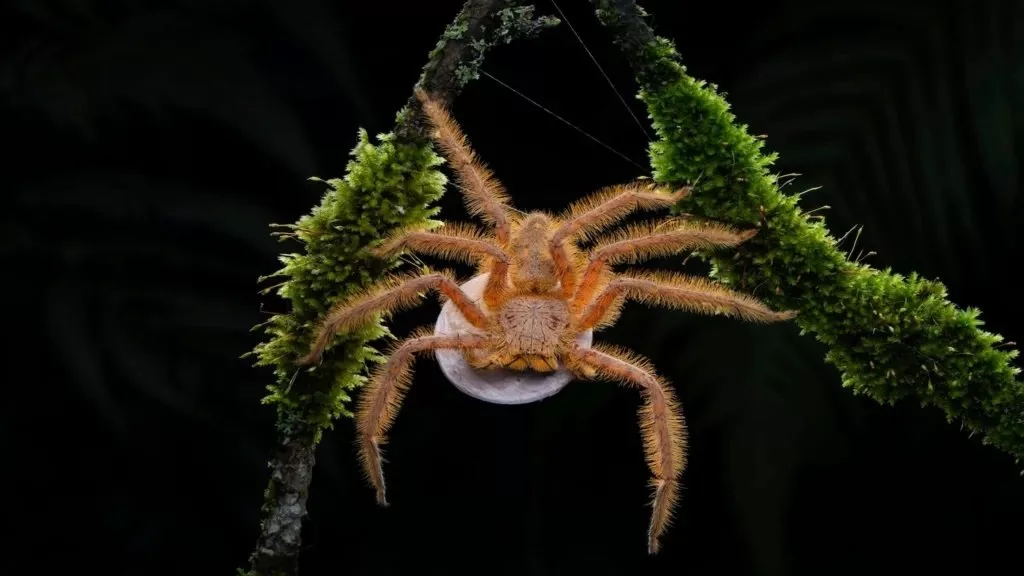 تصاویر برتر مسابقه عکاسی حیاتوحش 2024