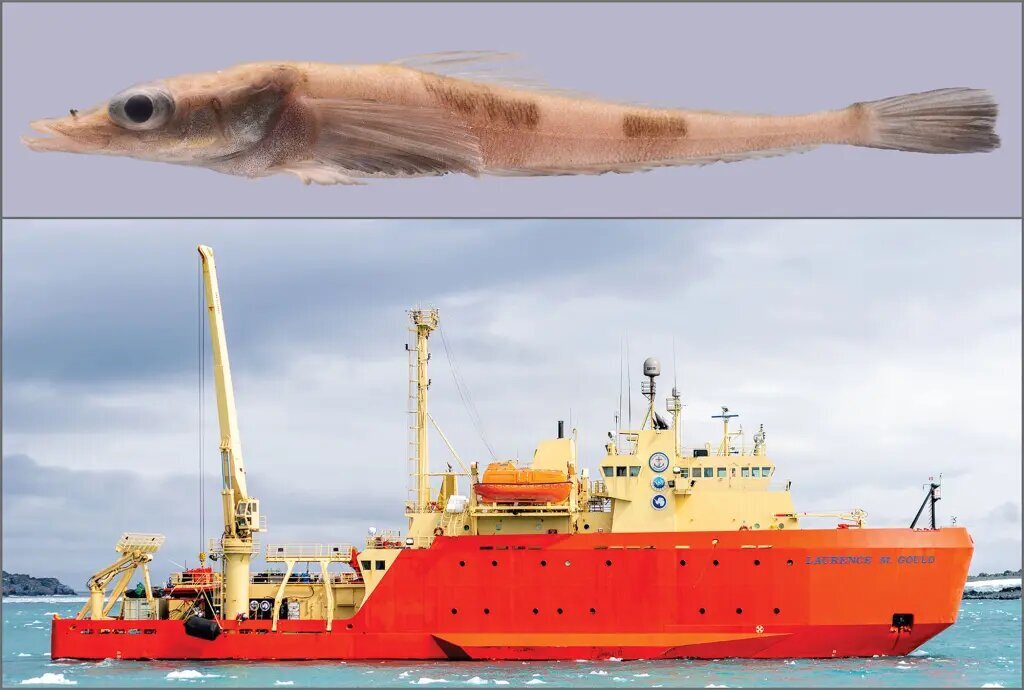 (تصویر) اژدهایی که در قطب جنوب پیدا شد (تصویر) اژدهایی که در قطب جنوب پیدا شد