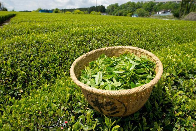 مهمترین مضرات چای که هرگز نمی دانستید!