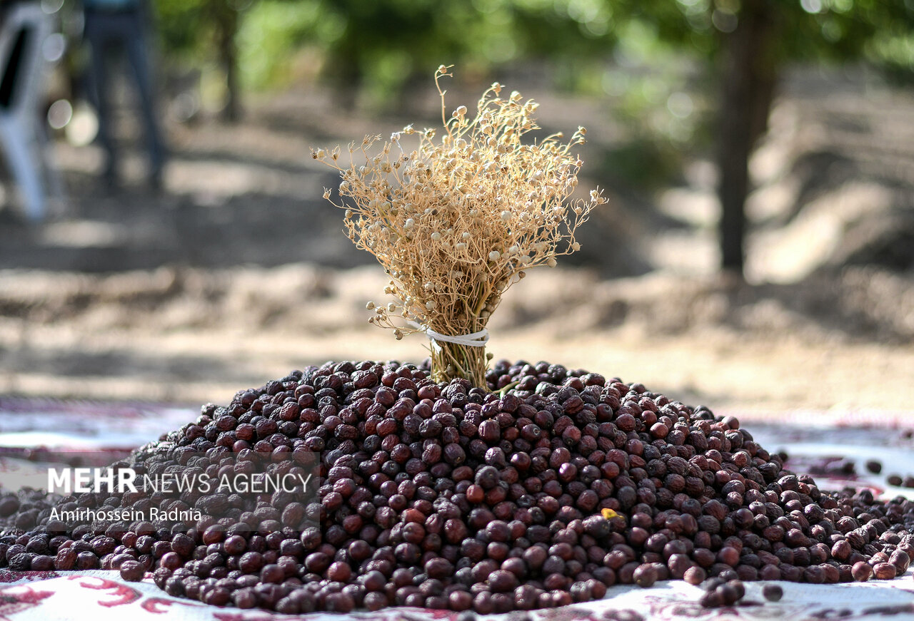 گرما و طوفان محصول عناب را به باد داد/کاهش ۲۵ درصدی برداشت