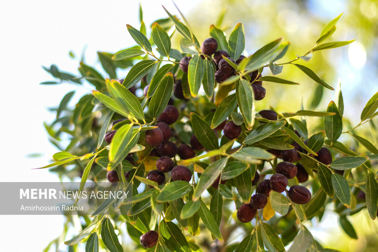 گرما و طوفان محصول عناب را به باد داد/کاهش ۲۵ درصدی برداشت