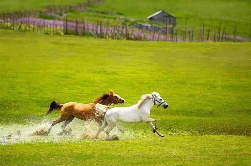 ییلاقات تالش؛‌ بهشت بکر و دست‌نخورده ایران |  بهترین گزینه برای آخرین سفر تابستانی