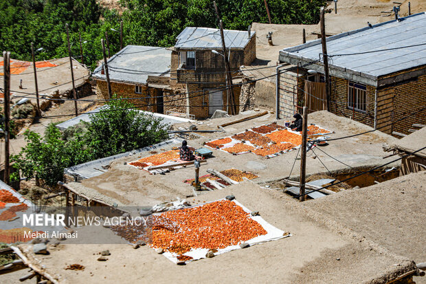 خشک کردن سنتی زردآلو