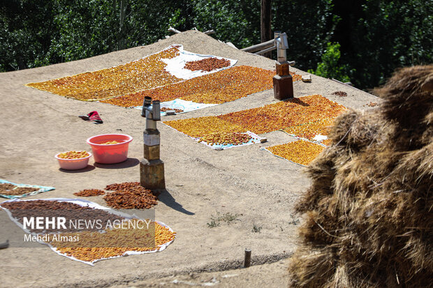 خشک کردن سنتی زردآلو