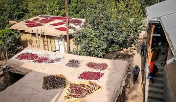 ثبت ۲جشنواره برداشت محصول قزوین در تقویم ملی گردشگری