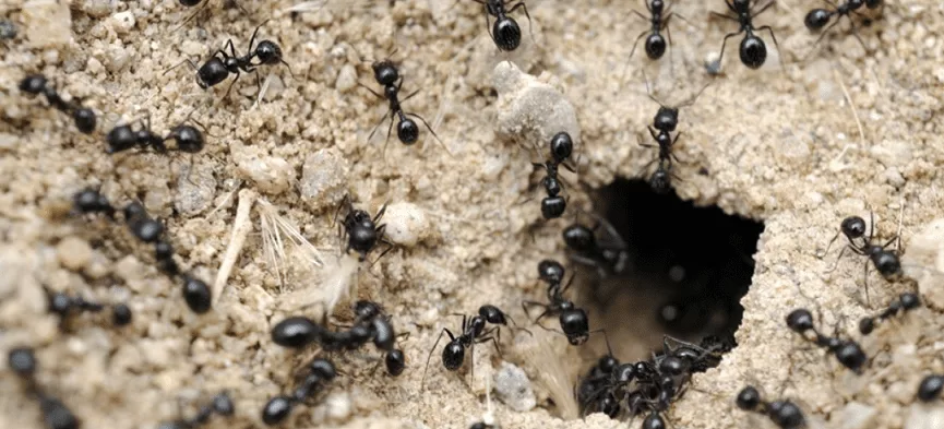 وقتی مورچه ها با یک عامل بیماریزا مواجه میشوند، نحوه ساخت لانههایشان را تغییر میدهند.