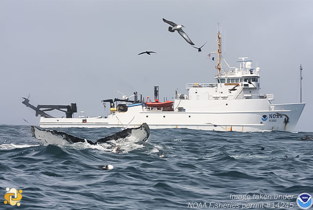 توسعه‌دهنده مزرعه باد فراساحلی برای محافظت از نهنگ‌های بزرگ‌سر به هوش مصنوعی روی می‌آورد