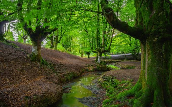 جنگل‌های ارسباران، کلیبر