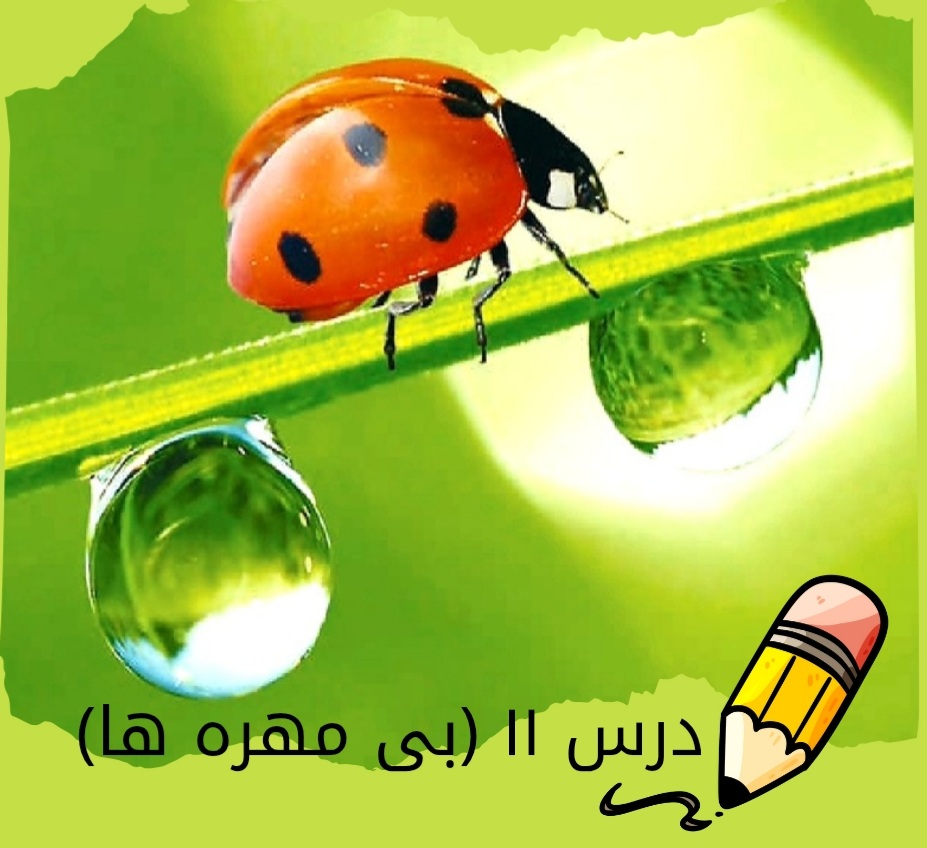 درس یازدهم: بی‌مهره‌ها