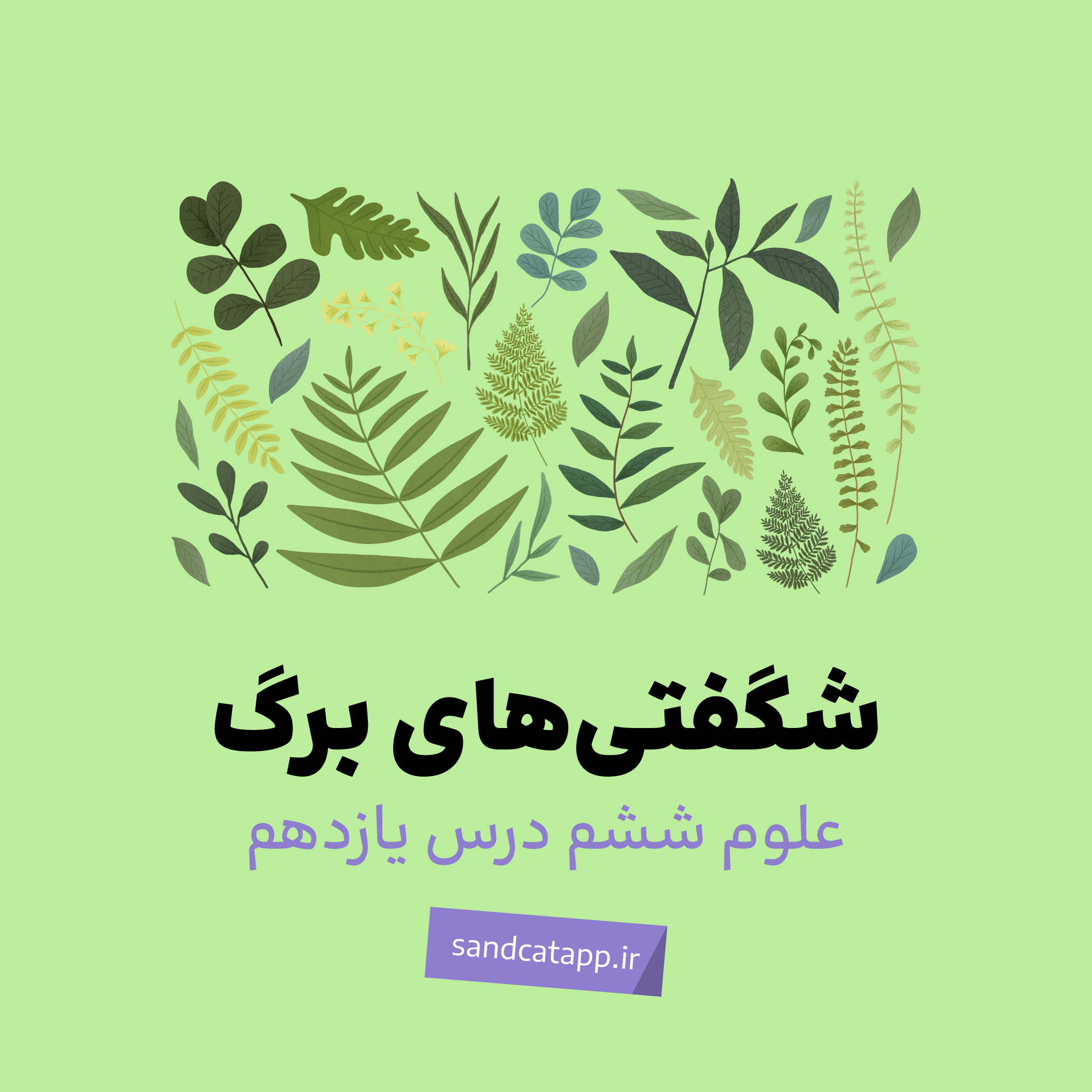 درس یازدهم: شگفتی‌های برگ