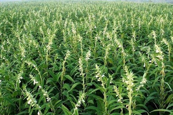 آغاز برداشت محصول کنجد از مزارع شهرستان حاجی آباد