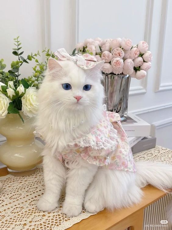 عکس نمایه