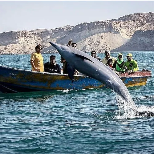 گشت با قایق در جزیره