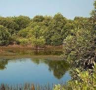جنگلهای حرا