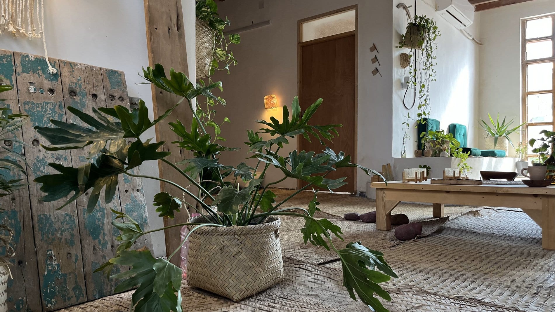 گیاهانِ بزرگِ گلدانی و درِ چوبی قدیمیِ تکیه‌داده به دیوار در بوم‌گردی خانه کوچ هرمز