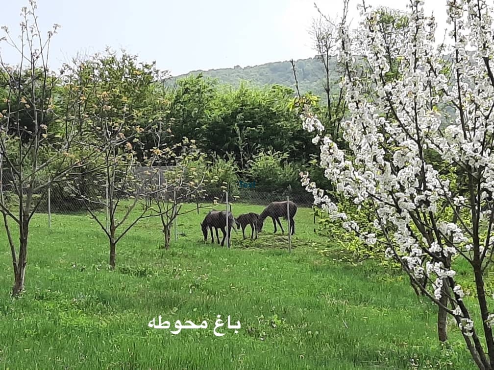 سوئیت کوهستانی در "مرزن آباد"