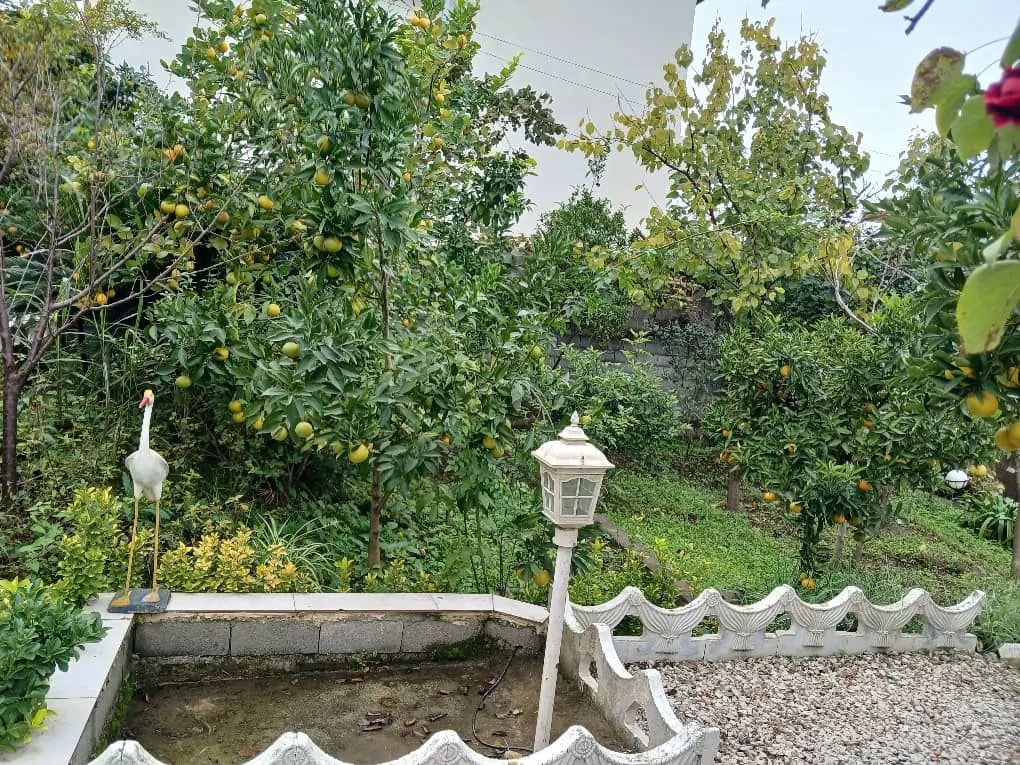 عسل (2)