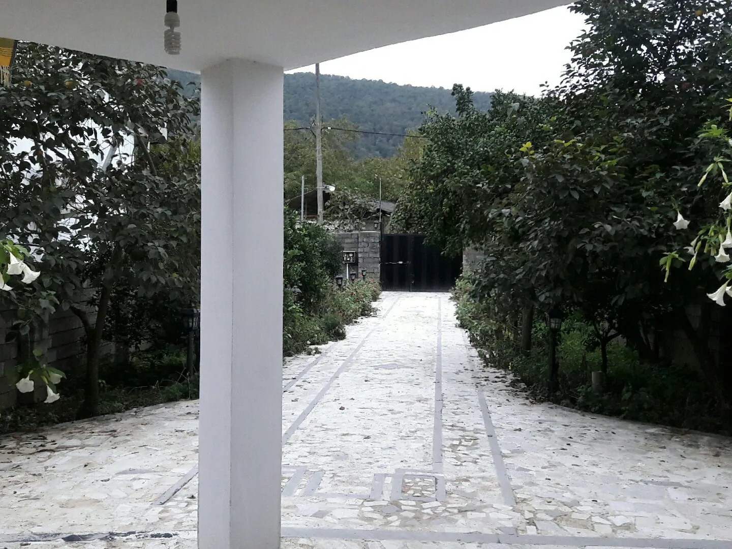 شقایق