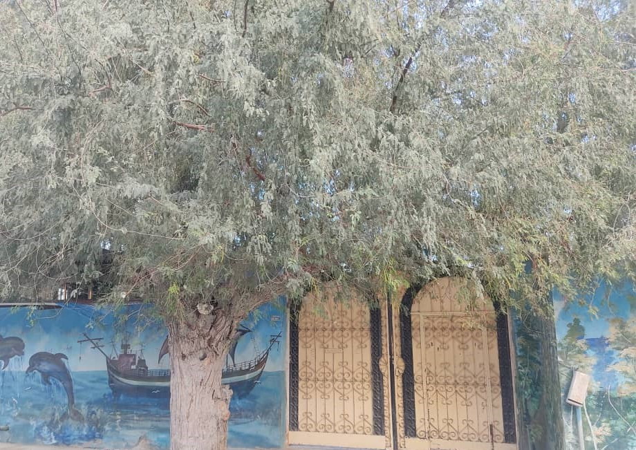 اقامتگاه بومگردی "علیشاهی" اتاق 5 (20 متری)